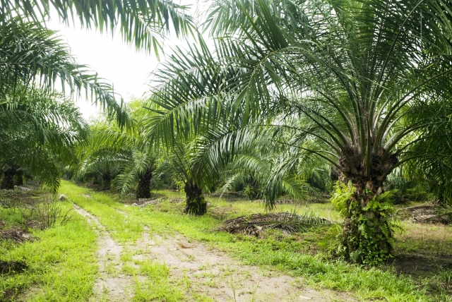 Zakaz eksportu oleju palmowego z Indonezji